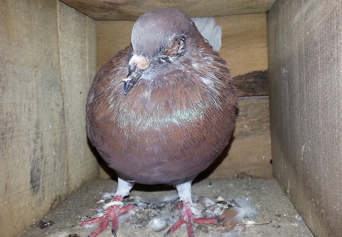 Инфекция легко распространяется от зараженной птицы к здоровой воздушно-капельным путем