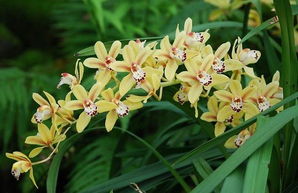 вырастить орхидею из семян