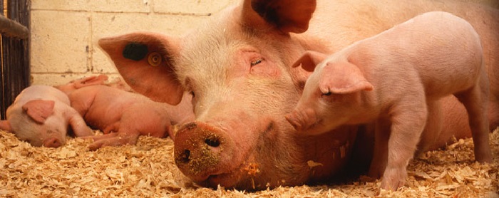 фермеров интересует африканская чума свиней, признаки заболевания, фото