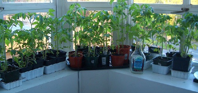 Выращивание помидоров на подоконнике зимой