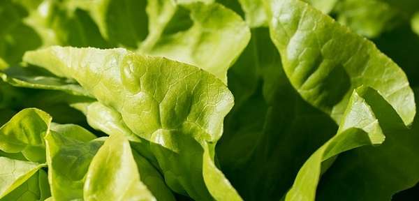 Когда сажать салат в открытый грунт весной в средней полосе?