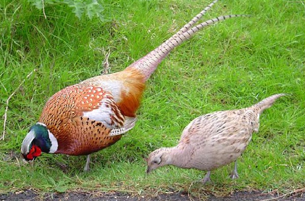 обыкновенного фазана можно встретить не только на территории далекого Кавказа, Туркменистана, Киргизии
