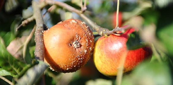 болезни и вредители фруктовых деревьев