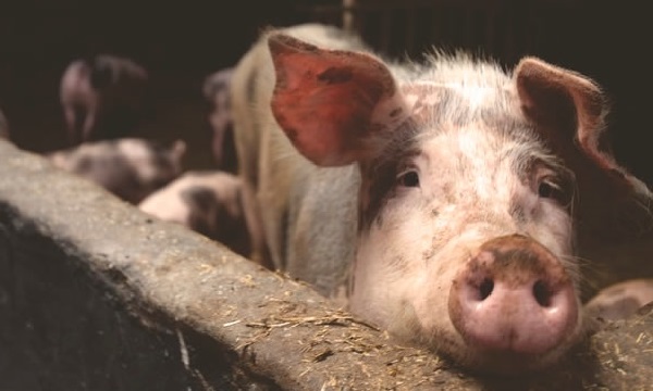 Кожные болезни свиней и их лечение, фото