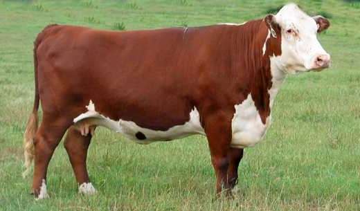 фото и описание коров, отзывы