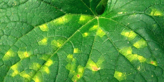 грибковое заболевание, которое проявляется появлением на листьях светло-зеленых пятен
