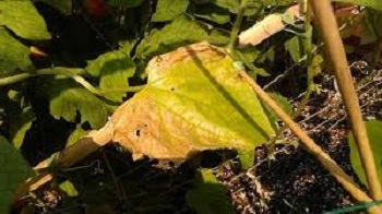 болезни огурцов желтеют листья чем лечить