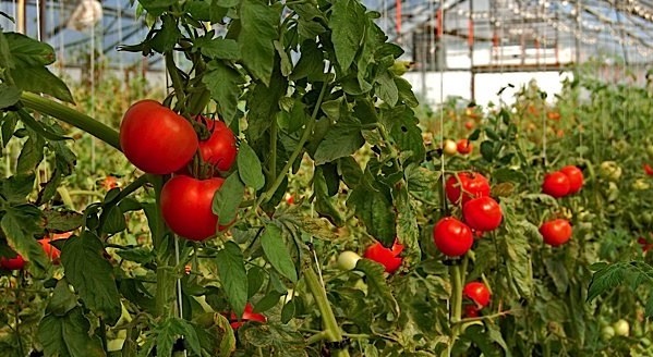 лучшие сорта томатов для теплиц из поликарбоната согласно отзывам