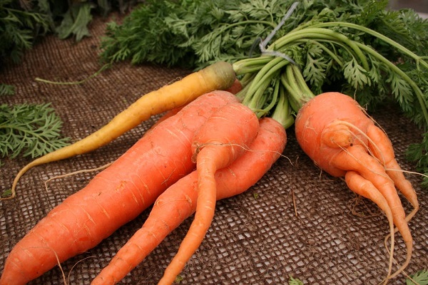 морковь часто вырастает рогатая, со множеством небольших отростков и разветвлений