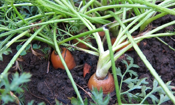 Почему морковь в земле уже вялая и мягкая