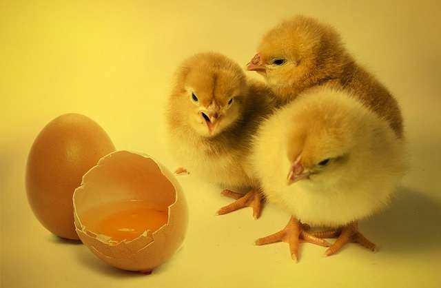 Цыплята-бройлеры: выращивание и уход в домашних условиях
