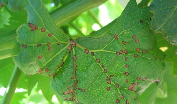 виноград болезни листьев и лечение фото