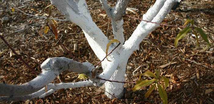побелка деревьев в саду – это важнейший агротехнический прием