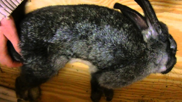кокцидиоз у кроликов лечение