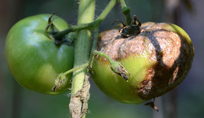 Топ-5 томатов, устойчивых к фитофторе для открытого грунта