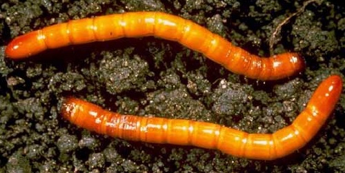 Проволочник – коричневые личинки жука-щелкуна
