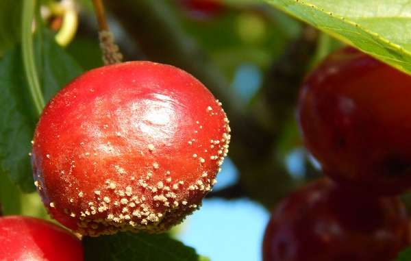 Болезни вишни: серая гниль, коккомикоз, дырчатая пятнистость и способы лечения