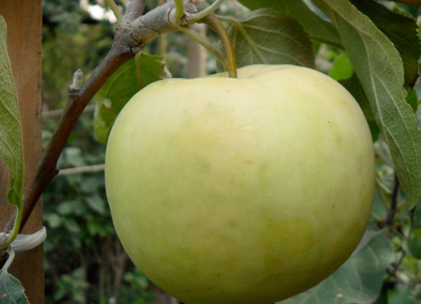 Яблоня белый налив: как сажать и ухаживать