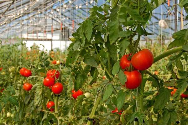 Выращивание помидоров в теплице, видео и следование полезным советам