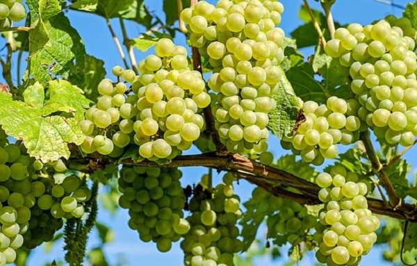 виноград весной от вредителей и болезней