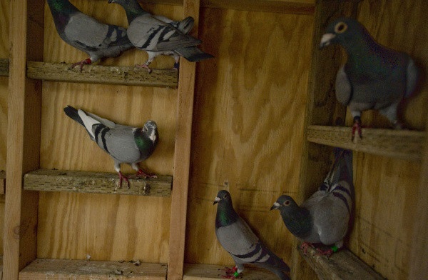Как содержать голубей в домашних условиях: обустройство птичника