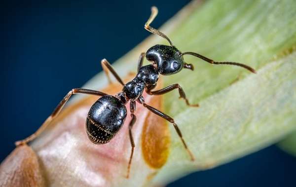 Как избавиться от муравьев на огороде?