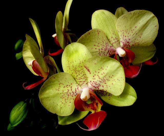 Гниют корни у орхидеи: что делать?