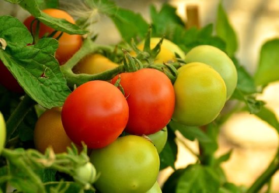 Семена томатов: самые урожайные сорта