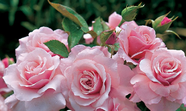 вырастить розу флорибунда по силам даже начинающему садоводу