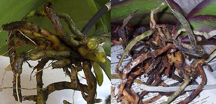 У орхидеи сгнили корни: как спасти, видео