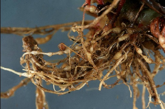 Галловая нематода – микроскопический червь