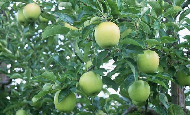 После покупки здорового и крепкого саженца яблони можно приступить к выбору оптимального места в саду.