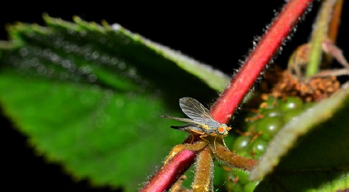 Стеблевая муха – опасный вредитель, который может уничтожить более 50% всего урожая