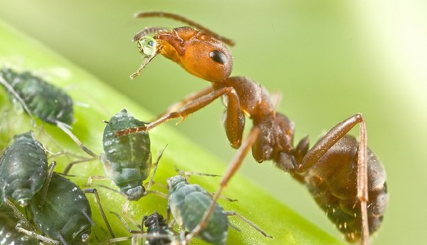 Муравьи – не менее опасные насекомые, ведь они еще и переносчики тли