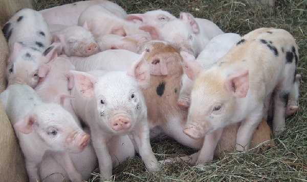 чем кормить свиней для быстрого роста в домашних условиях
