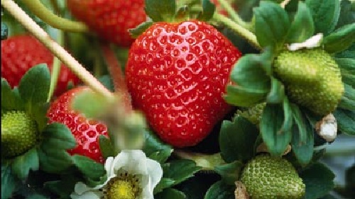 Если правильно внести эти удобрения, то ягоды порадуют владельцев участка своими крупными размерами