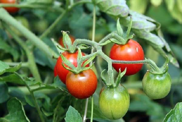 Штамбовые сорта томатов: что это?