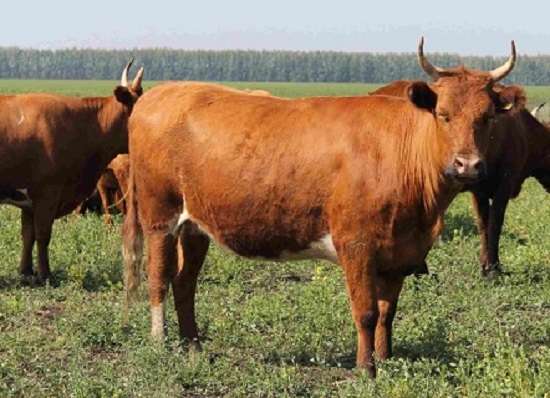 Холмогорская порода коров по достоинству оценена фермерами, которые занимаются животноводством
