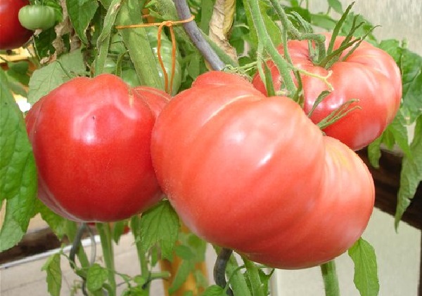 Если фермер планирует выращивать томат в 2 стебля, то на 1 кв.м