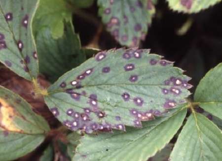 Болезни листьев клубники: бурая пятнистость, фото и лечение