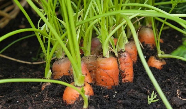 болезни моркови и борьба с ними фото
