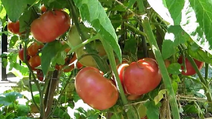 Первые плоды с помидоров Розовый слон огородник сможет собрать через 3 месяца