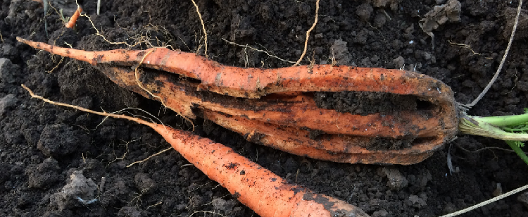 Растрескивание моркови – частое явление, которое наблюдается в засушливый период