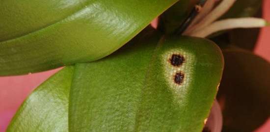 орхидеи фаленопсис темные пятна с вмятинами