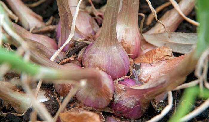 Для посадки лука этого вида в открытый грунт используется севок
