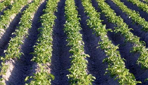 Капельный полив для овощей, газона и картофельных полей Жук на 100 м2