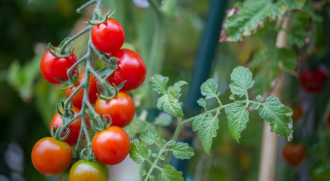 Среди огромного разнообразия сортов томатов черри