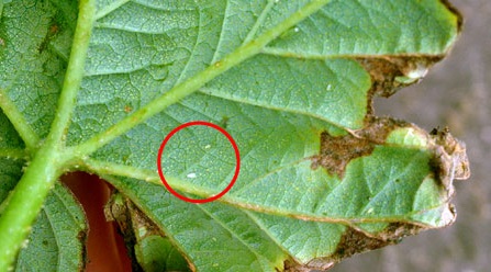 Цикадки – сокососущие насекомые с размером тела около 2-3 мм.