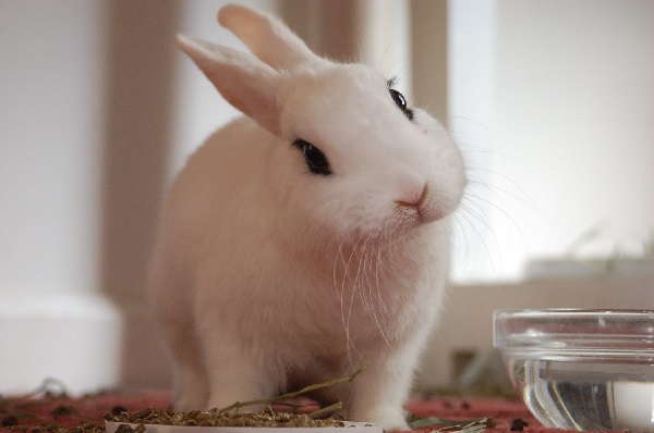 Карликовые кролики: фото, особенности ухода