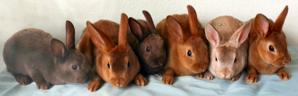 Короткошерстные кролики породы Рекс, фото